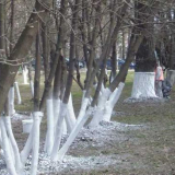 Pravidla pro bělení stromů - podrobný popis bělení a metod pro rychlé zpracování zahradních stromů (115 fotografií)